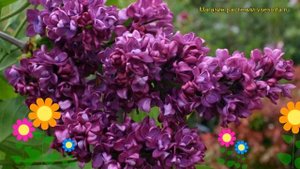 Сирень обыкновенная Чарльз Джоли. Краткий обзор, описание syringa vulgaris Charles Joly