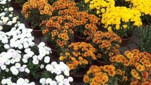 Цветочный базар. Выставка- продажа цветов! Beautiful Exhibition and sale of flowers!