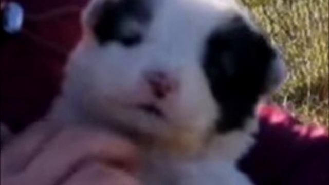 Девушка нашла маленького щека на стройке. На него невозможно было смотреть! смотреть онлайн