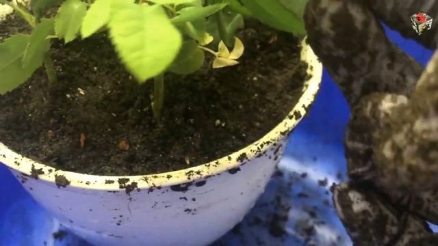 Размножение комнатных роз черенками. Укоренение черенков роз в воде. Групповая посадка роз.