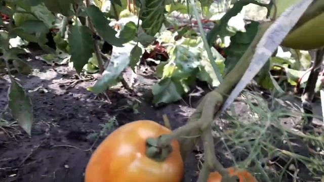 Томаты в открытом грунте 2019! Обзор пятой грядки смотреть онлайн