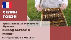 Вывод маток в нуклеусе Мини+ (Селин Гобэн, Франция)