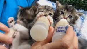 Котята пьют молоко