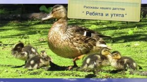 Ребята и утята. Пришвин М.М. Рассказы нашего детства.