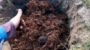 Посадка голубики. Как мы сажаем голубику на своей плантации.