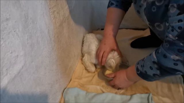 Рождение Козлёнка. Первое кормление. смотреть онлайн