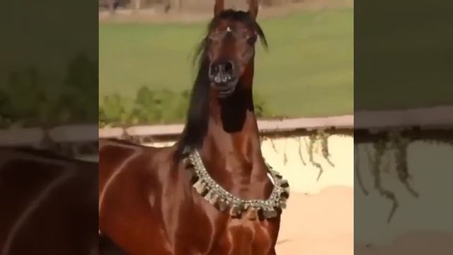 Красота Арабских лошади! Кто знает нашид