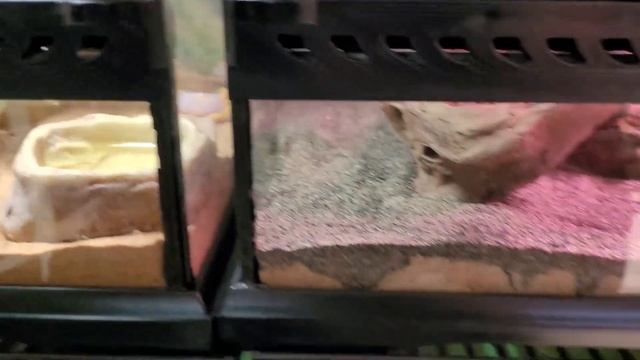 КОГО же ВЫБРАТЬ? Экзотические животные Panteric смотреть онлайн