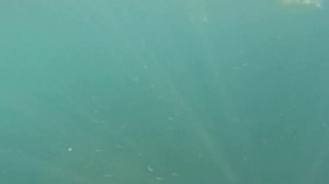 дно Черного моря (глубина метров 5-6)