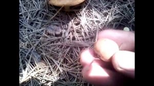 грибные места ростовской области.mushroom places of the rostov region