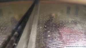 Разведение тернеции гло фиш