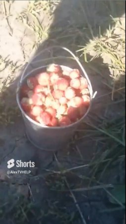 Полевая клубничка. #Прикол