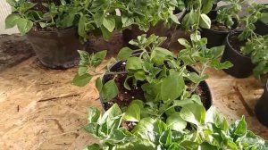 Немного о грустном, вирус на петунии! Лечить или выбросить?