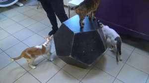 Котокафе «Республика кошек» в Санкт-Петербурге на Якубовича 10. #кошки