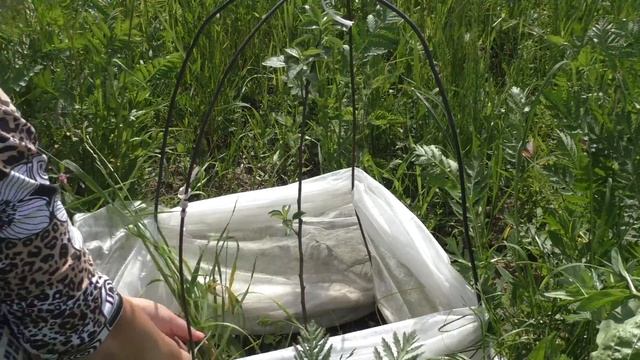 Яблоня "Богатырь", ей 1 год. Посадка 8 мая, обзор 10 июня. смотреть онлайн