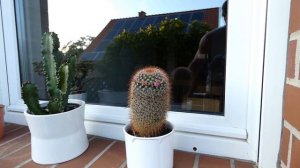 Mammillaria Kaktus Pflege - Mammillaria  richtig pflegen - Standort, Gießen, Düngen, Überwintern