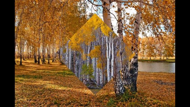 Красивое Рядом #19 (Флора #3) Берёзы осенью смотреть онлайн