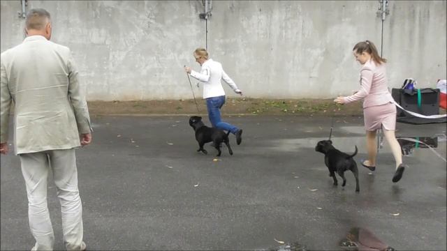Стаффордширский бультерьер окрас черный, видео с выставки собак
