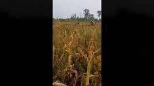 Охота на Вяхиря в поле подсолнуха | Что следует знать при охоте на Вяхиря?