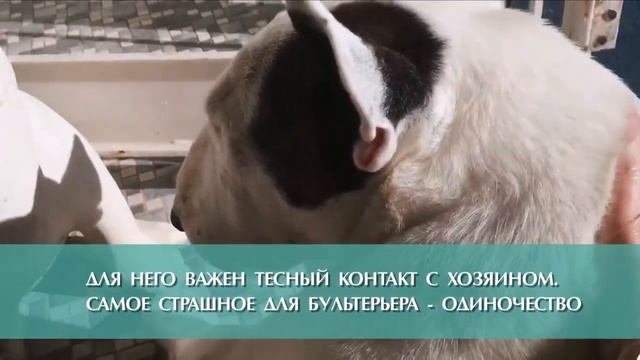 Интересные факты о бультерьерах