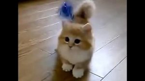 Манчкин. Кошка с короткими лапками