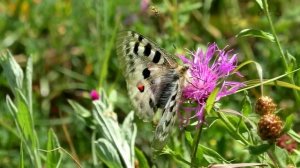Бабочка Аполлон/Parnassius apollo. Волосатая красавица.