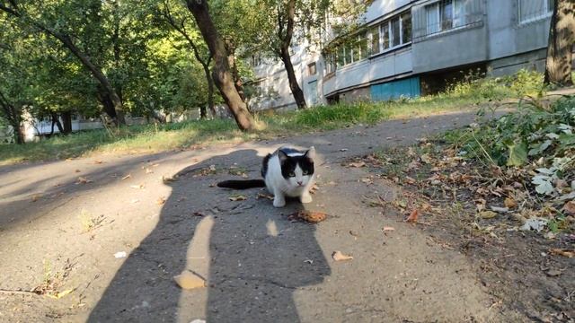 кормлю кошечку, которую недавно выпустил после стерилизации смотреть онлайн