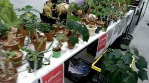 Кактус Фест, второй день