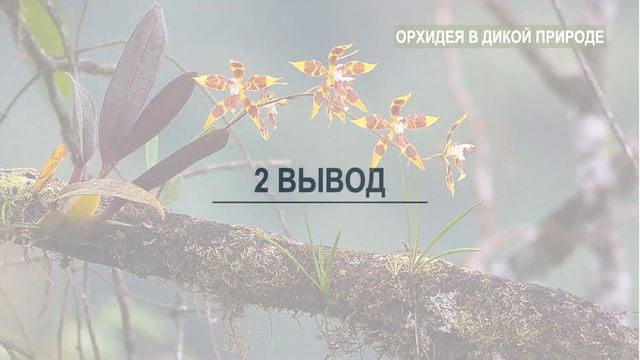 # 125 Как начать любить свою орхидею правильно #ОрхидейнаяАзбука #ОрхидеиДляНачинающих