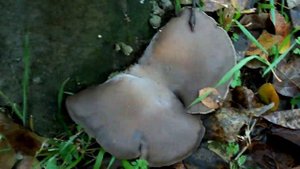 грибы в лесу-вешенка.Pleurotus