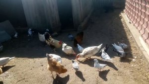 #Голуби #кинги # Густого Сергея