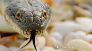 Водяной уж (Natrix tessellata) - Dice snake