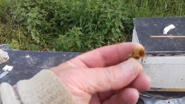 МАТКИ как МУХИ. Расширяем семьи смотреть онлайн