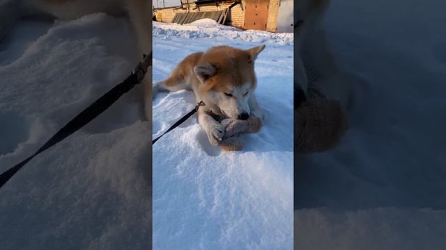 Акита украла варежки😅