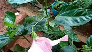 Hibiscus,y mi pequeña petunia florecidos.