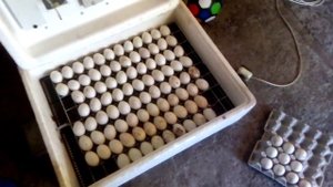 инкубация утиных яиц  своими руками