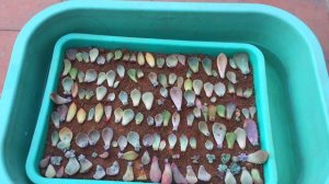 FOUND THE MOST EASIEST WAY TO WATER MY LARGE TRAY OF LEAF PROPAGATION | SUCCULENT CARE TIPS