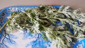 ПОЛЫНЬ ГОРЬКАЯ, ЧТО ЛЕЧИТ И В ЧЁМ ЕЁ УНИКАЛЬНОСТЬ .