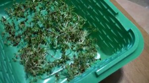 Как вырастить Салат Зимой на Подоконнике