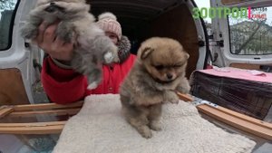 Собачий базар в Одессе. Староконный рынок. Щенки. Котята. Продажа животных Одесса.  #зоотроп