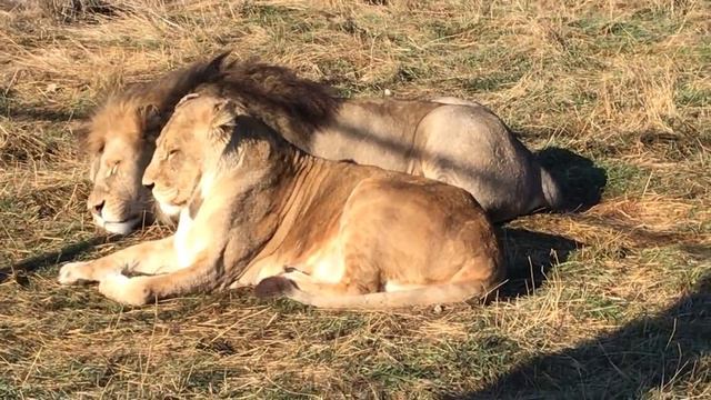 Олег Зубков: про вопиющий случай в зоопарке смотреть онлайн