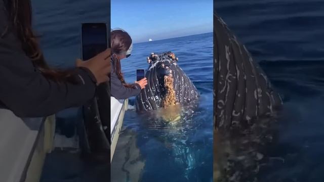 #shorts Big whale in sea near ship. Киты в море, рядом с лодкой. #bali #whale #whales #кит #киты