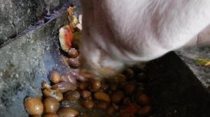 ? Как свинья ест? Свинья ест помои ASMR свинья еда свиней Что делает свинья? Что это? Pig eatingslo