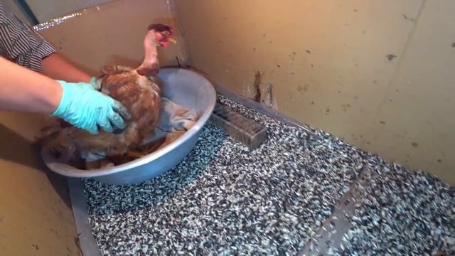 ЦЫПЛЯТА ВЫЛУПИЛИСЬ У НАСЕДКИ КУРИЦЫ / ЧТО ДАЛЬШЕ ДЕЛАТЬ ??? смотреть онлайн