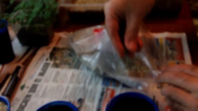 Выращивание корневого сельдерея без пикировки рассады | Часть 3 Увеличиваю подсветку рассады смотреть онлайн