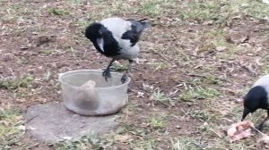 Куриный суп для пары ворон \ Chicken soup for Hooded crows pair