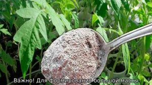 Томат Машенька