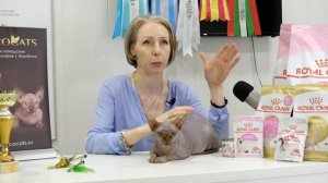 КАНАДСКИЙ СФИНКС.ПРЕЗЕНТАЦИЯ ПОРОДЫ.