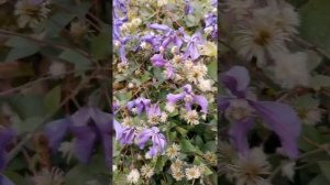 Клематисы цветущие в октябре