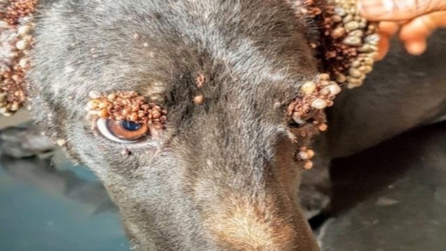 Из за клещей собака потеряла столько крови, что едва волочила лапы! смотреть онлайн